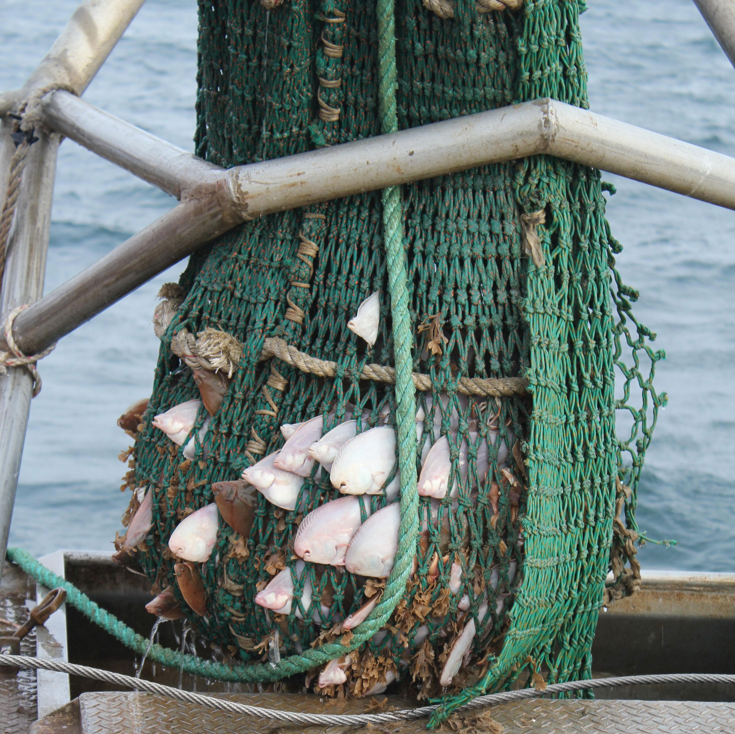 Krisen i torskebestanden i sør en utfordring